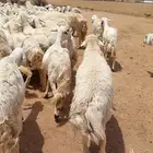 غنم مراح واحد العدد105