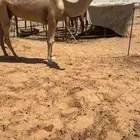للبيع ضروبة شقحاء باتلية