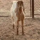 جفره عارضيه مشروكه تم البيع