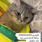 قط سكوتش ستريت