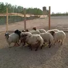 نعيمي جذع