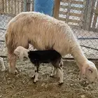 رخل والد عيسيه