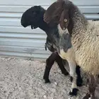 للبيع غنم نعيم صنف عدد 7 ثلاث منها دفيع شرط والباقي مقرعه