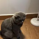 ذكر للتزاوج مقابل الانتاج