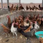 صيصان احجام طيبه وصحه شرط