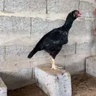 دجاج