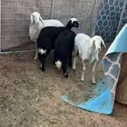 رخال العدد 4العمر 3شهر ونصفالحاله مغلقه طيبه