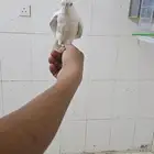 كروان اليف للبيع