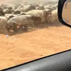 غنم نعيم