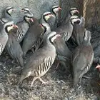 شنير حجل