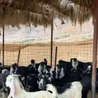 تيوس عوراض بلدي ( من المزرعه لباب بيتك   )