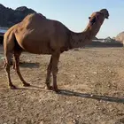 للبيع البعير الطيب طول ومشروط ظراب وعشار وحار في هياجته