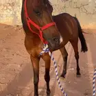 حصان