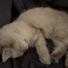 للبيع السكوتش شيرازي