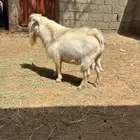 تيس قزم عمره سنه وشوي