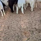 هرافى حريات ونعيم