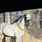 حصان شعبي