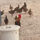 دجاج بلدي