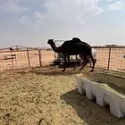ناقه
