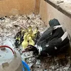 بطه مصري مع 15 فرخ