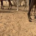 للبيع قعود اوضح مفرود باتلي