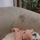 للتبني انثى هملايا