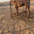 للبيع قعود اصفر حق والبيع مستعجل