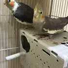 طيور كروان كوكتيل
