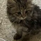 بسه للانقاذ حطيت لها اكل عند بقالة الوفاء