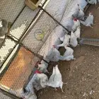 بيض دجاج