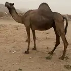 ناقه لقحه منوة القاني