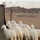 بهم كفوو العدد10