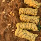 بطاطس للبيع