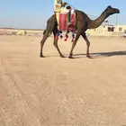 رحول طوع للبيع