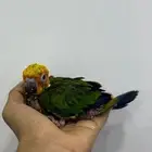 فرخ صن كنيور