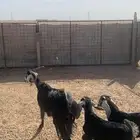 للبيع عنز والد