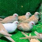 يمام الماسي