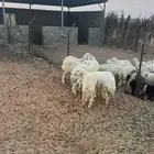 رخال للبيع شرط النظافه