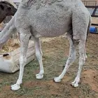 حشوان طيبه وضح حشو