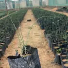 متوفر شتلات غضاء للكميات فقط لايوجد بيع تفريد