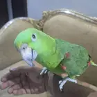 يلوناب كبتن