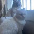 قطط للبيع هملايا