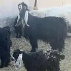 تيس