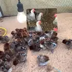 صيصان فيومي شبابي