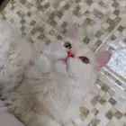 قط للبيع