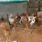 للبيع ديوك ودجاج بلدي