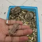 هامستر