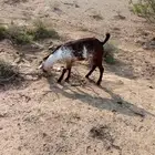 محايل عسير