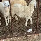 غنم ذبايح حري وسواكني
