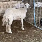 رخل دوبها كسرت ثنيه